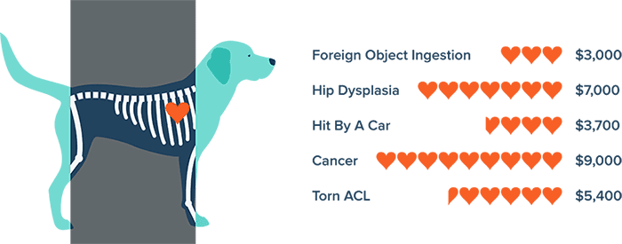 Pet Health Insurance - Mourer Foster Inc. Pet Health Insurance - Mourer Foster Inc.